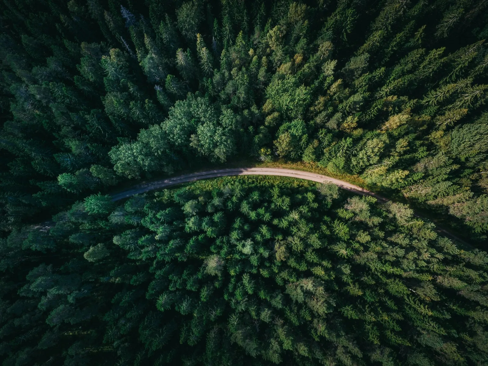 A road in the forest from a bird's eye view